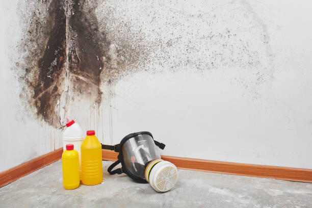 Best Mold Damage Restoration  in Sylvan Springs, AL